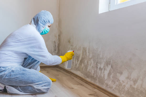 Licensed Basement Mold Remediation service in Church Creek, MD - WQB Mold Removal