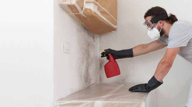 Professional Basement Mold Remediation technician working in Church Creek, MD