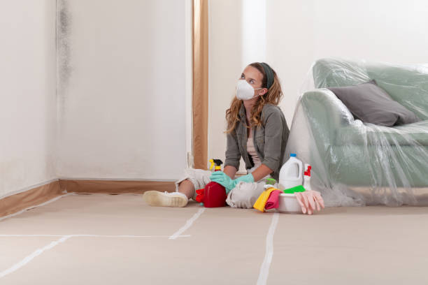 Reliable Basement Mold Remediation contractor in Church Creek, MD by WQB Mold Removal