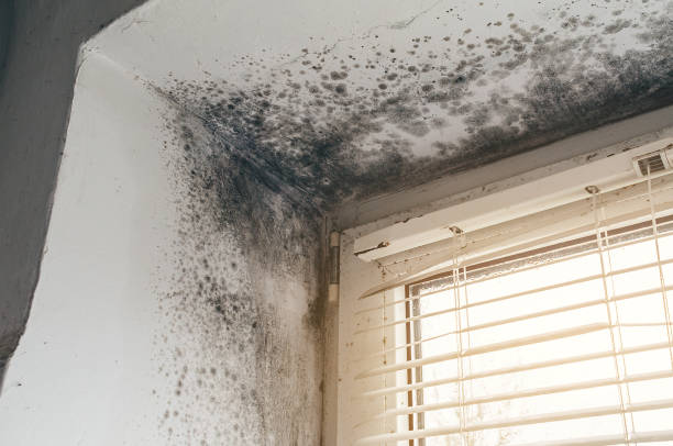 Affordable Basement Mold Remediation solutions in Church Creek, MD