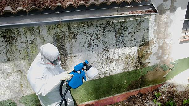 Top rated local Basement Mold Remediation specialists in Church Creek, MD